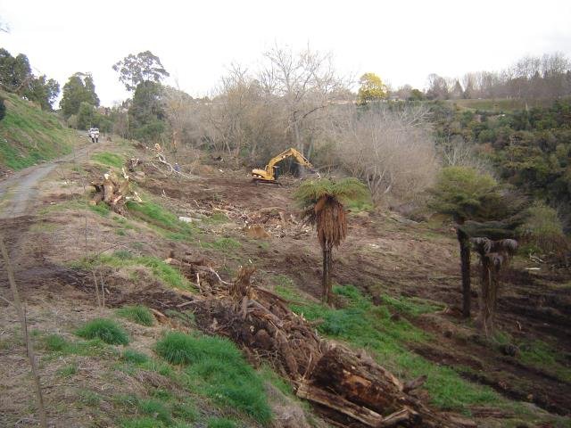 LSP- the beginning, 2008-11 Cambridge Tree Trust